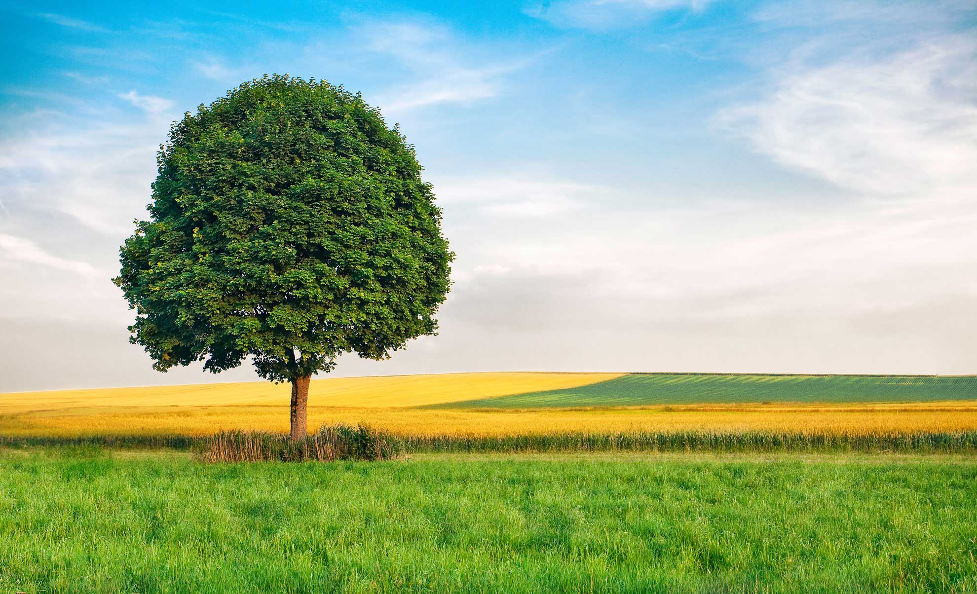 Landschaftsgestaltung Baumpflanzung am Feld