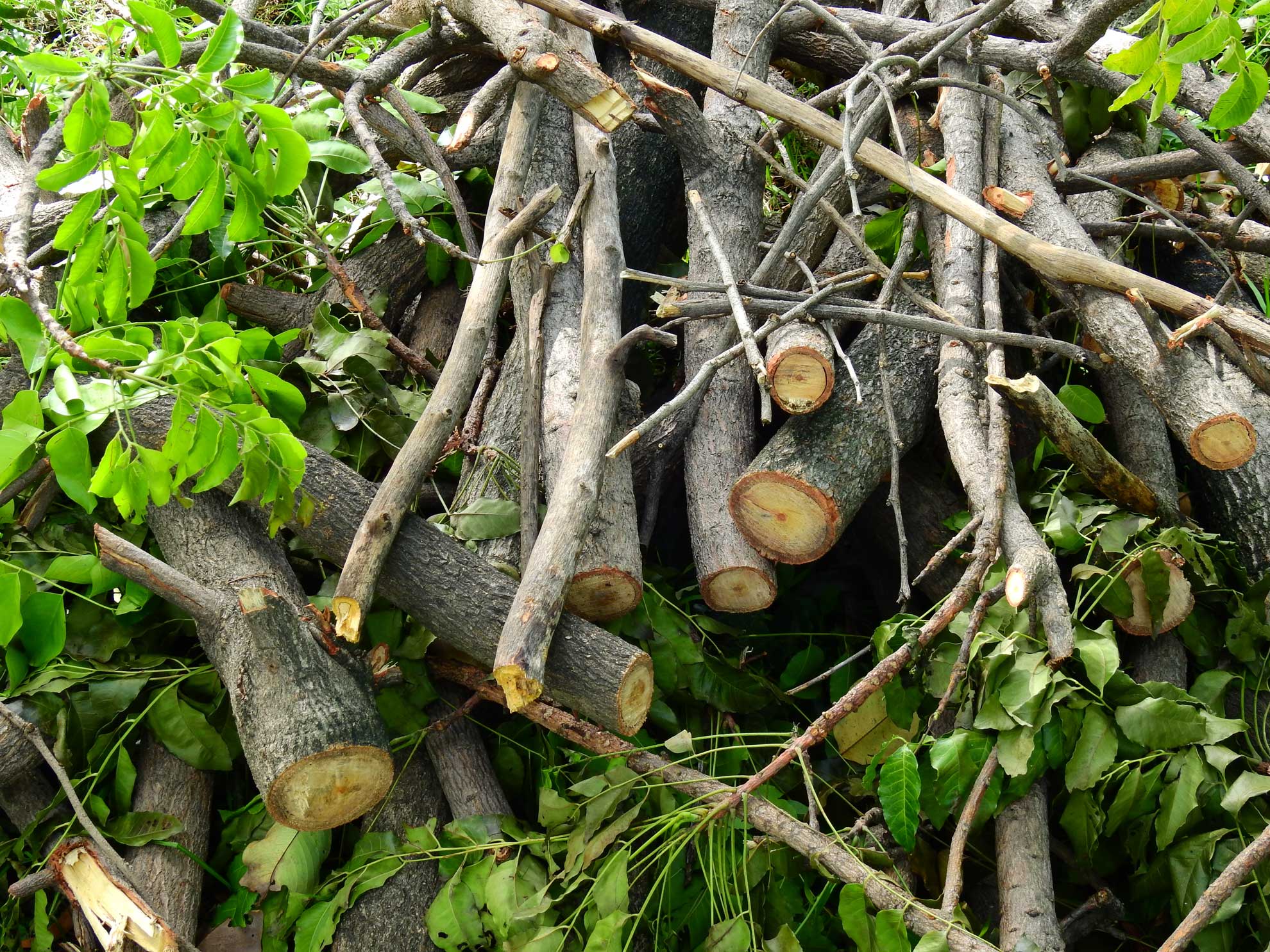 Baumschnitt und Pflanzenschutz