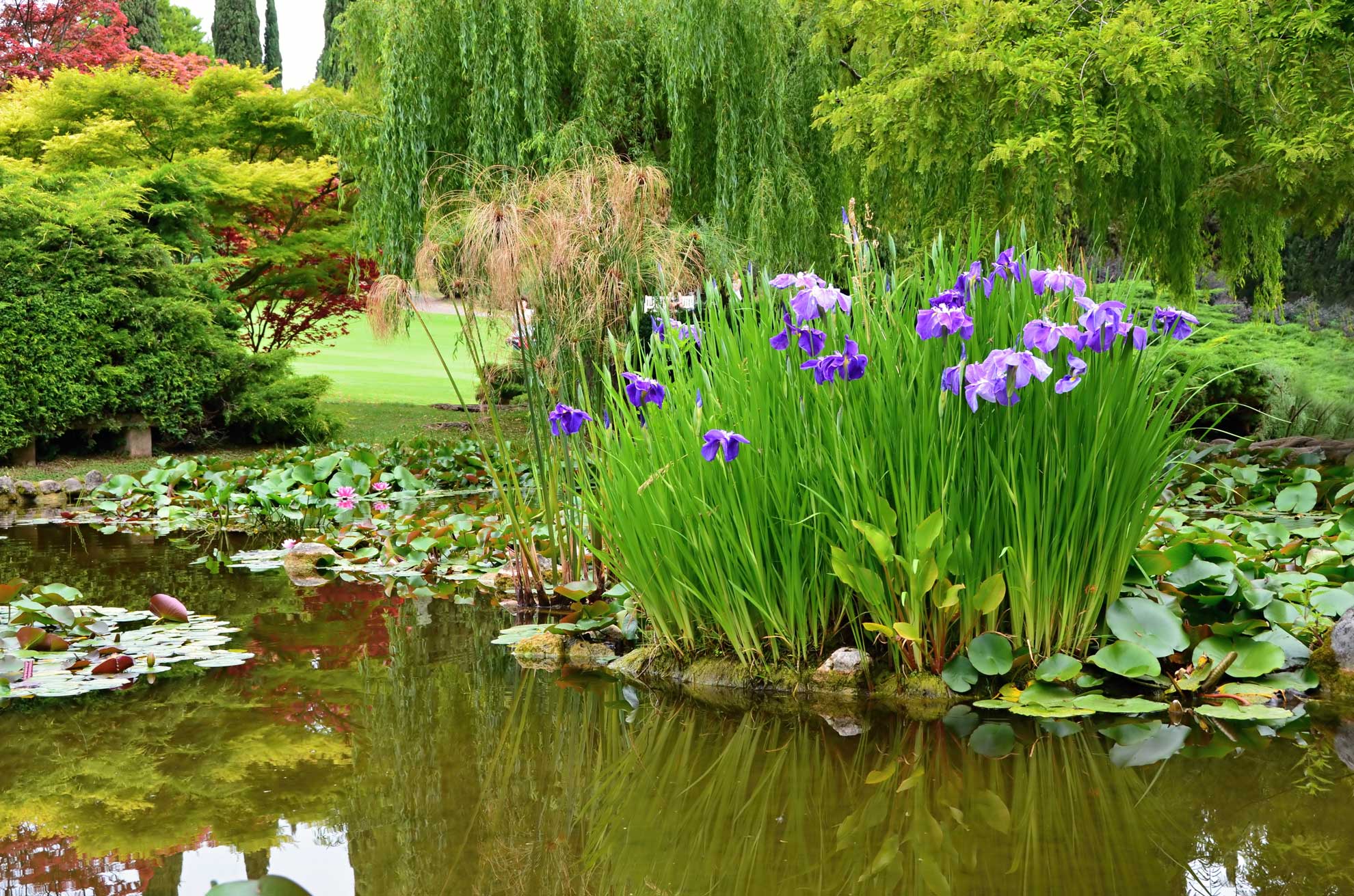 Naturteich mit Pflanzen in Schwerin