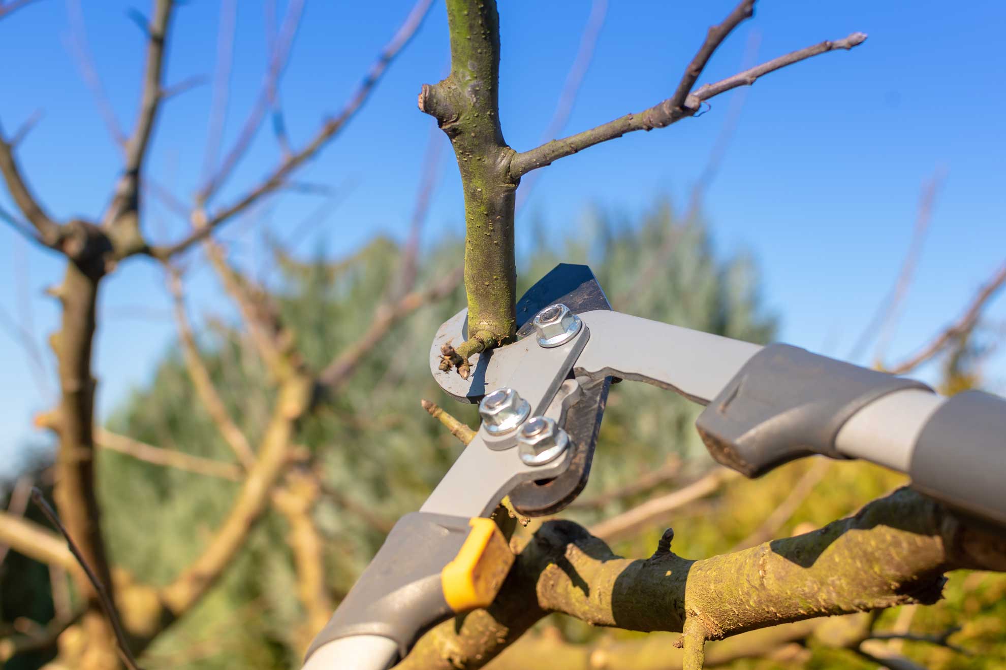 Obstbaumschnitt in Schwerin mit Astschere