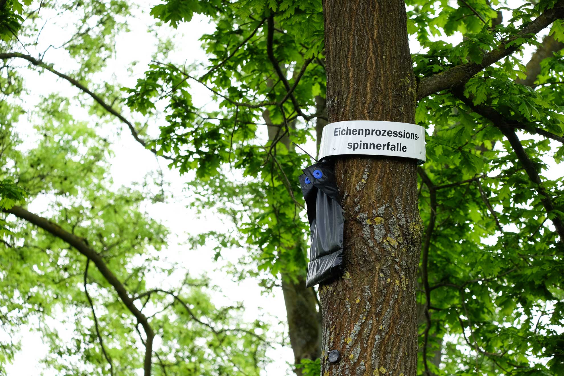 Pflanzenschutzmaßnahmen für einen Baum