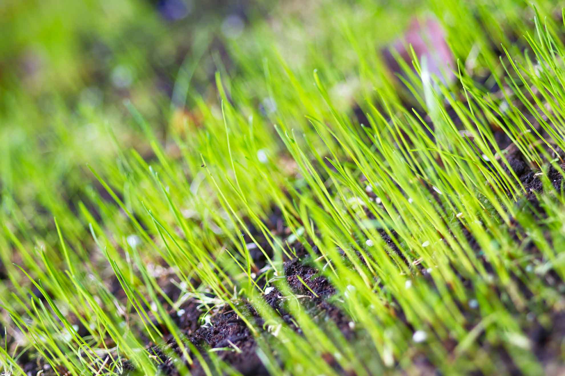 Wuchs von Rasen im Garten