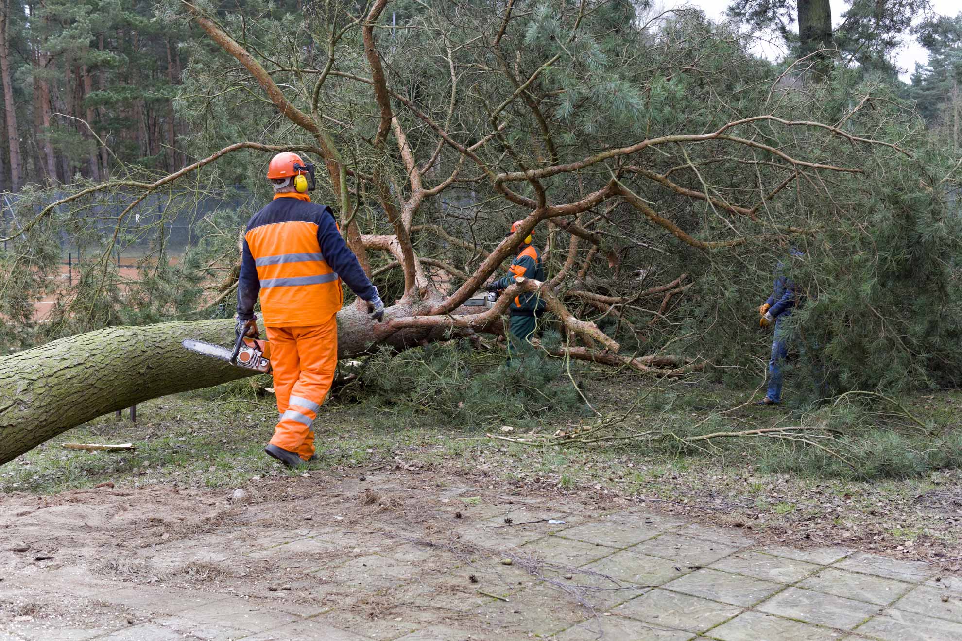 Sägen eines Baumes nach Fällung